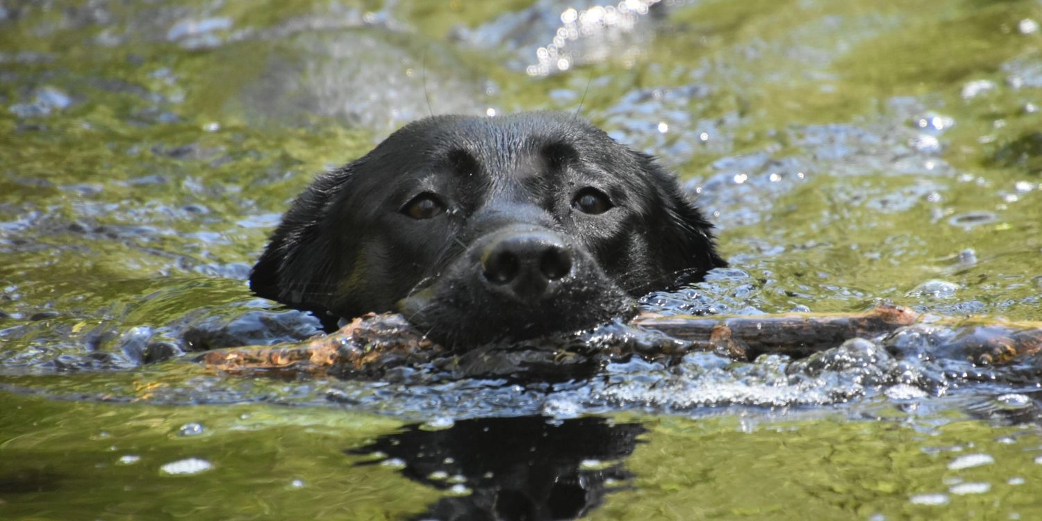 Opvoeding en clickertraining 